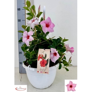 MANDE SUN CR PINK