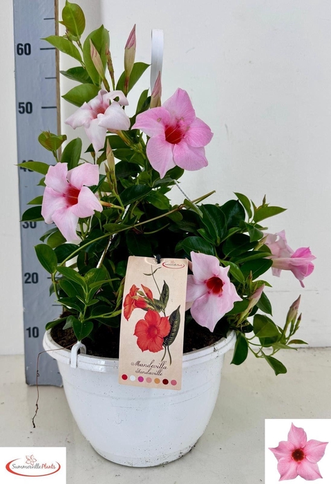 <h4>MANDE SUN CR PINK</h4>