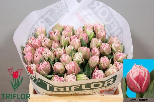 <h4>TU DU LETS DANCE</h4>