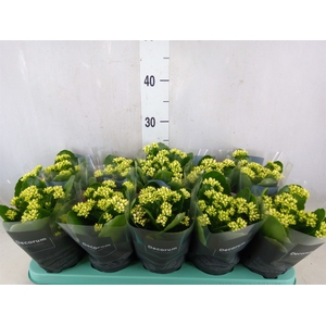 Kalanchoe blos. 'Serenity Silk'