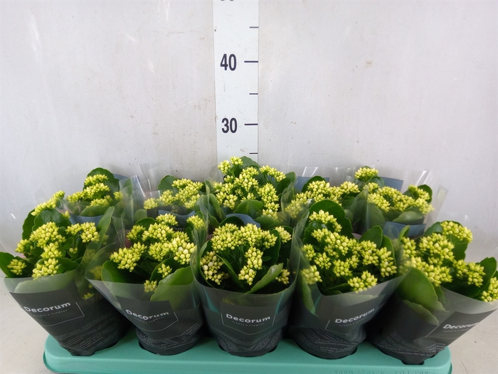 <h4>Kalanchoe blos. 'Serenity Silk'</h4>