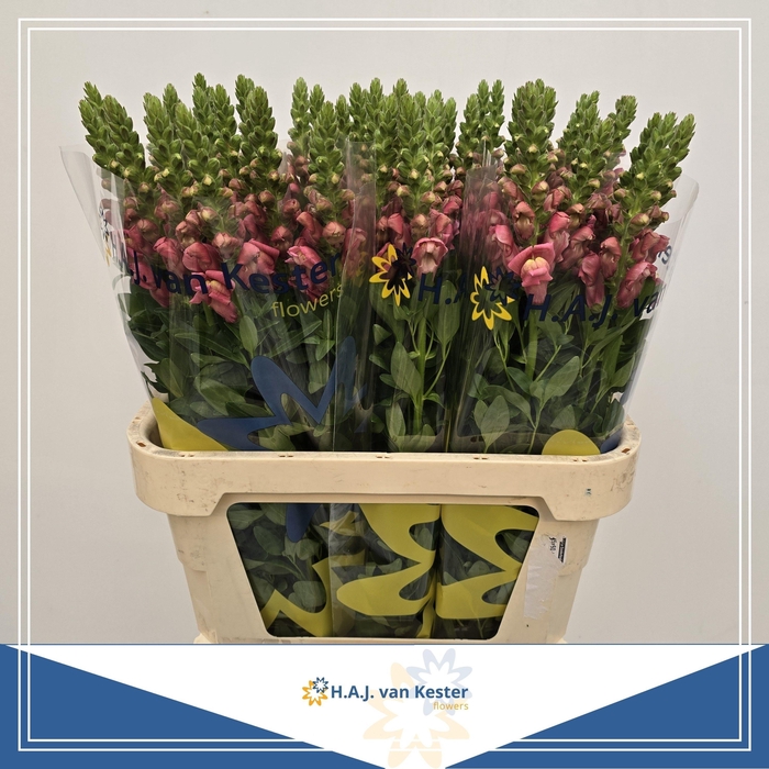 <h4>ANTIR COOL ROSE</h4>