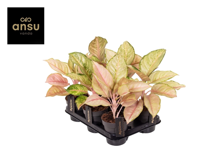 <h4>Aglaonema overig</h4>