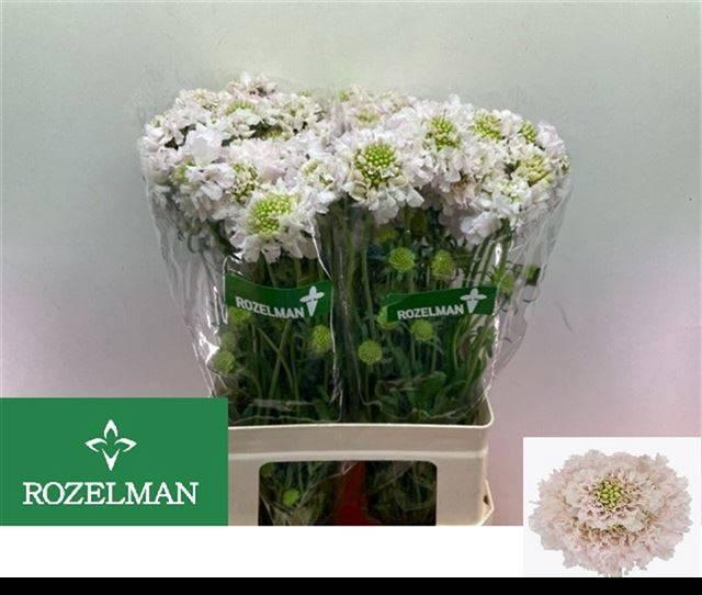 <h4>SCAB AT F VA B SCOOP</h4>