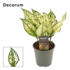 Aglaonema White Diamond 12 cm (Decorum)