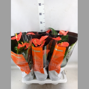 Anthurium andr. 'Madural Orange'