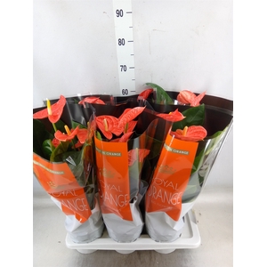 Anthurium andr. 'Madural Orange'