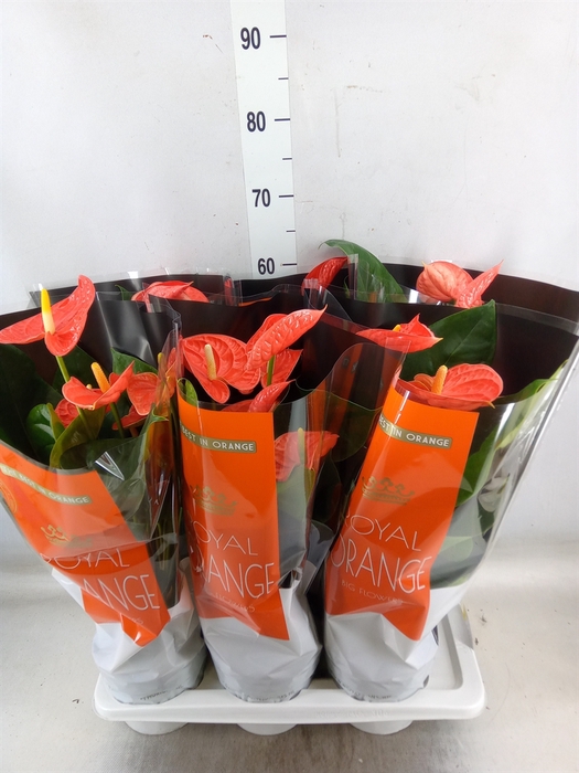 <h4>Anthurium andr. 'Madural Orange'</h4>