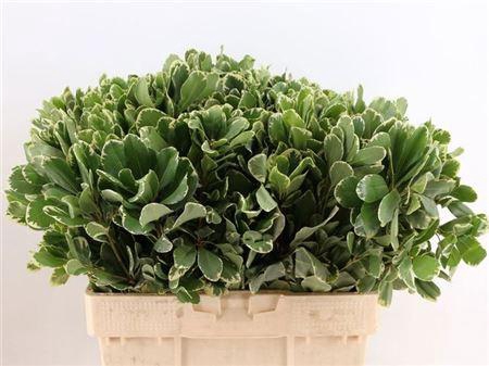 <h4>Pittosp To Ilan</h4>