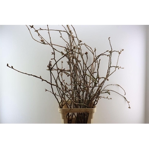 Prunus Serrulata 100cm P Stem