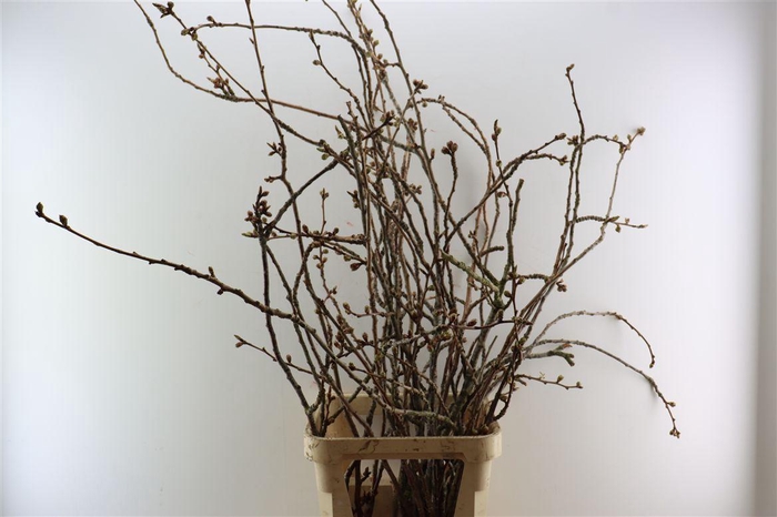 <h4>Prunus Serrulata 100cm P Stem</h4>