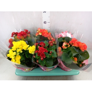 Begonia elat. DU   ...mix