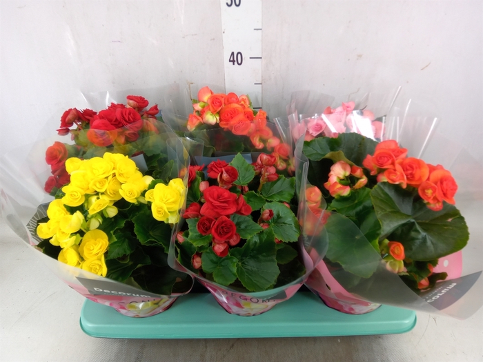 <h4>Begonia elat. DU   ...mix</h4>