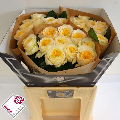 <h4>R GR PERSUASION</h4>