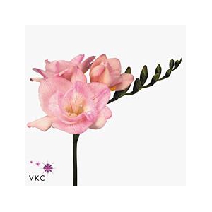 Freesia do honeymoon