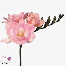 <h4>Freesia do honeymoon</h4>