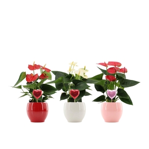 Anthurium 12 cm 3 color mix in Bombay gloss ceramics with Pearly heart stabber