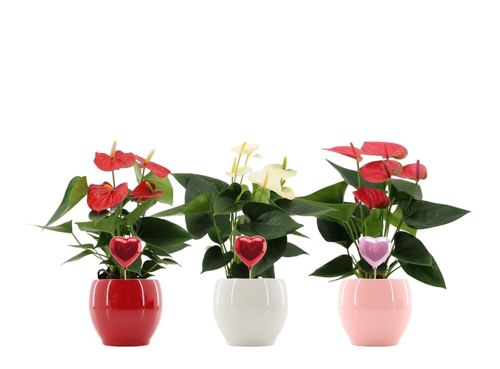 <h4>Anthurium 12 cm 3 color mix in Bombay gloss ceramics with Pearly heart stabber</h4>