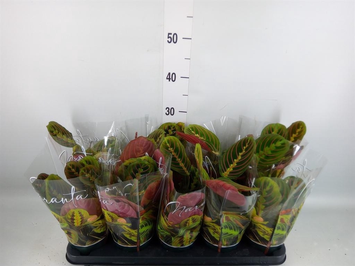 <h4>Maranta leuc. 'Fascinator'</h4>