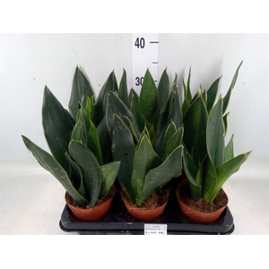 Sansevieria trifa.   ...