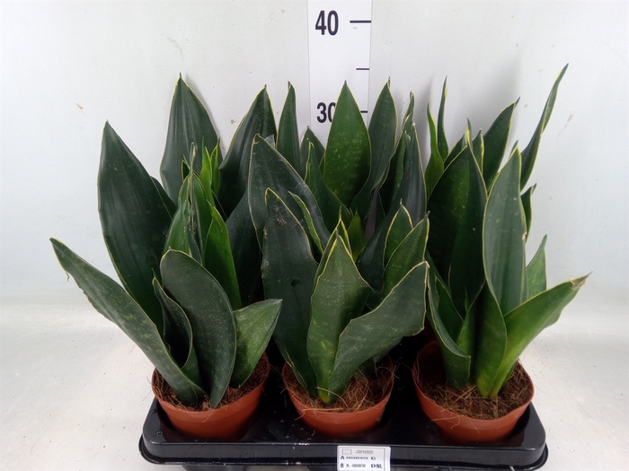 <h4>Sansevieria trifa.   ...</h4>