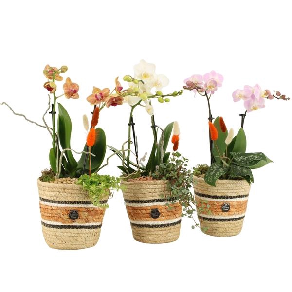 <h4>41593: Treasure time arrangement</h4>