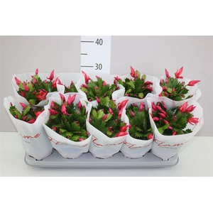 Schlumbergera Flame Red