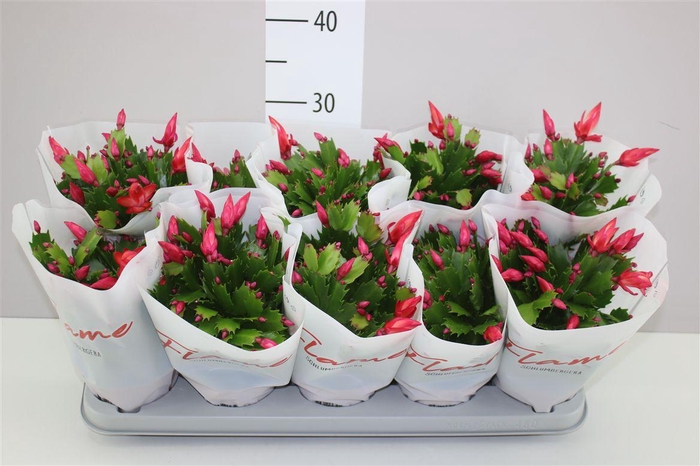 <h4>Schlumbergera Flame Red</h4>
