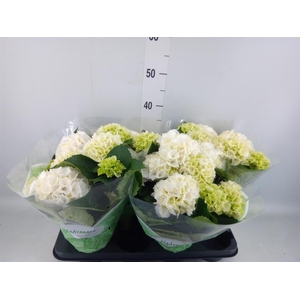 Hydrangea mac. 'Crystal Palace'