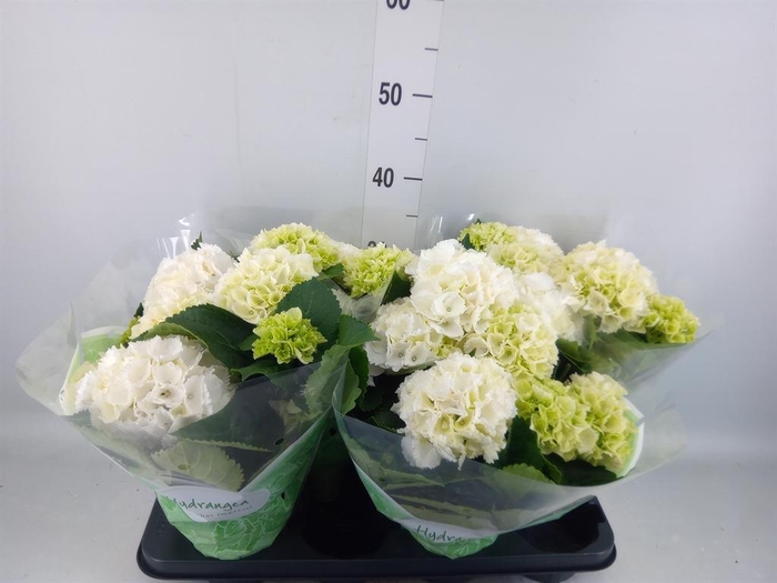 <h4>Hydrangea mac. 'Crystal Palace'</h4>