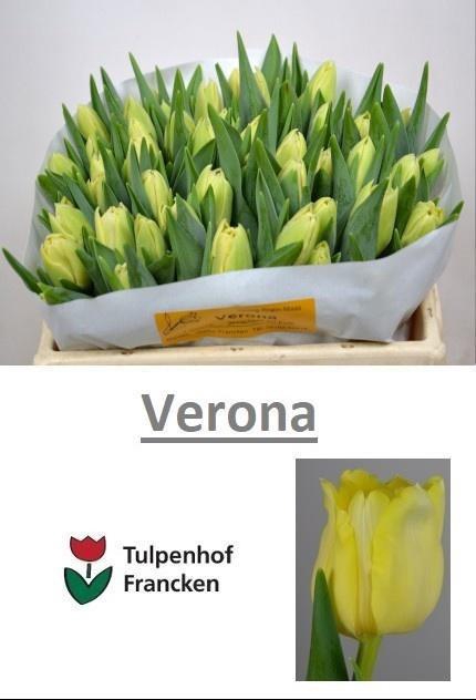 <h4>TU GEF VERONA</h4>