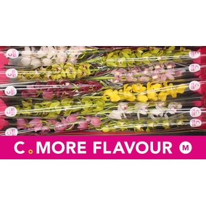 Mini cymbidium 'Mix 60 cm'