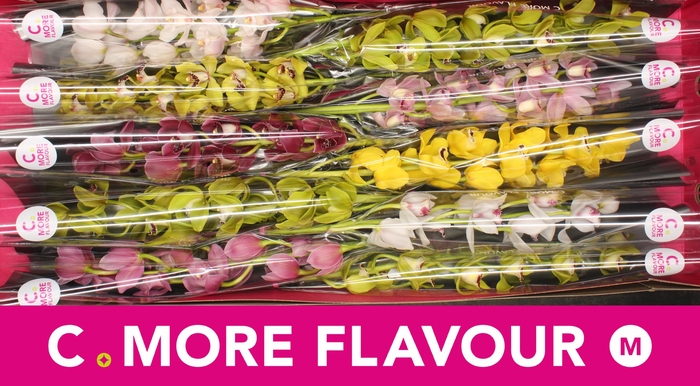 <h4>Mini cymbidium 'Mix 60 cm'</h4>