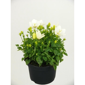 Campanula carpatica White