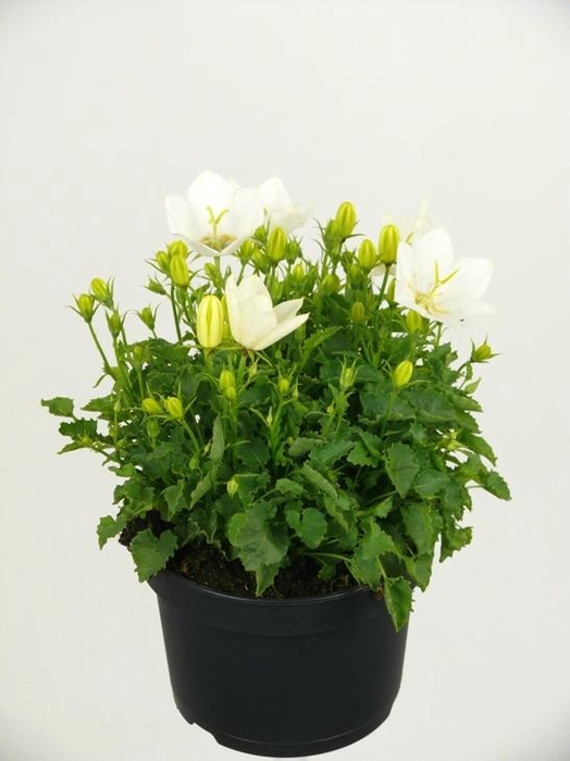 <h4>Campanula carpatica White</h4>