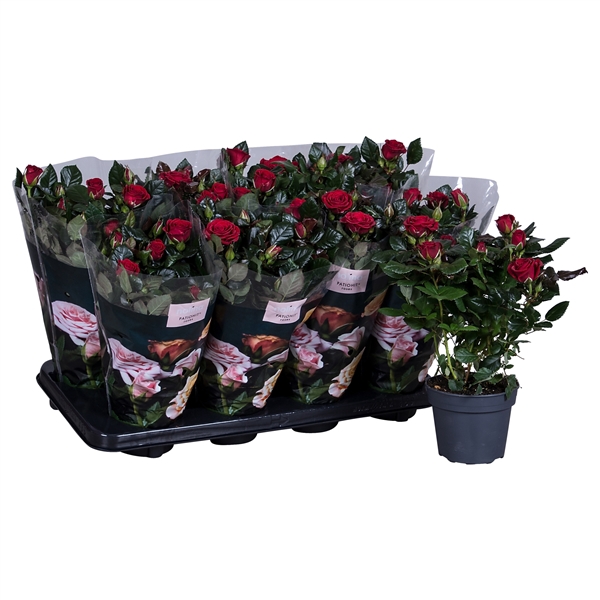 Nolina Roses Ø 13 cm Red st. 1-2