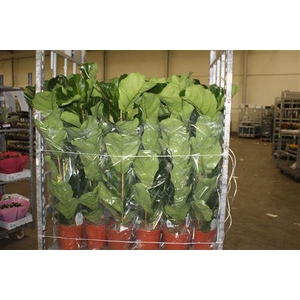 Ficus Lyrata