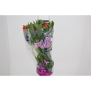 ALSTROEMERIA CINNAMON 080 CM