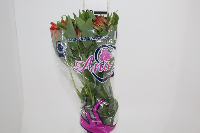 <h4>ALSTROEMERIA CINNAMON 080 CM</h4>