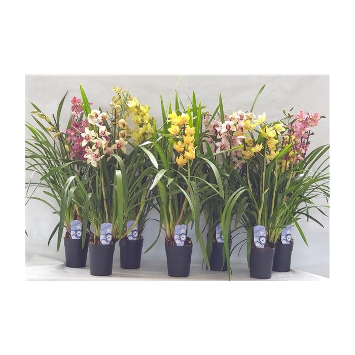 <h4>4/5 tak gem</h4>