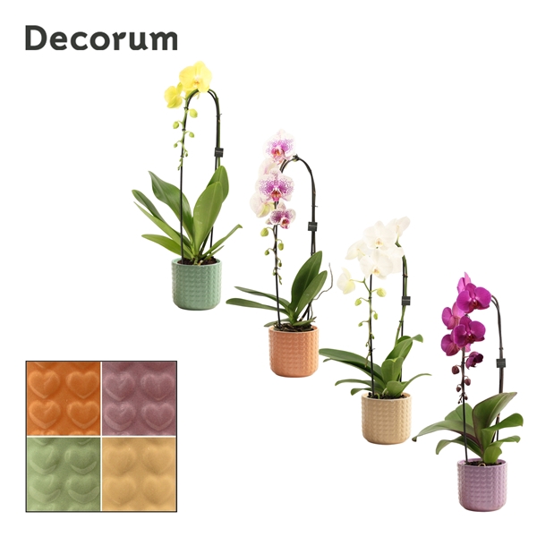 <h4>Phalaenopsis cascade 1 tak mix in Kaya (Craft world-collection)</h4>