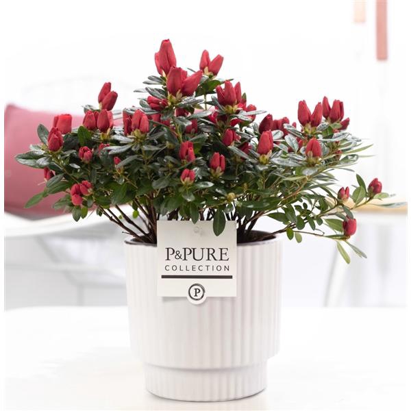 <h4>1st class Azalea red in P&PURE Ivy ceramics shiny white</h4>