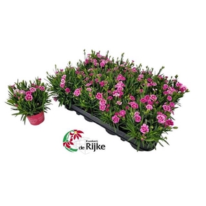 DIANTHUS PINK KISSES P7