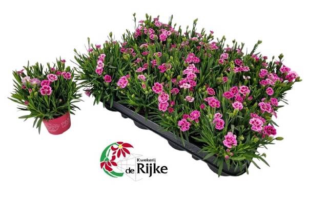 <h4>DIANTHUS PINK KISSES P7</h4>