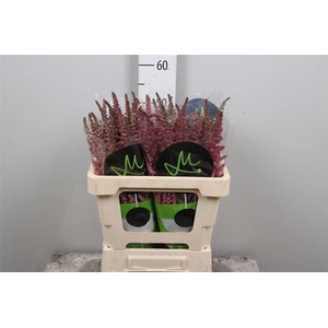 Astil C Vision Pink