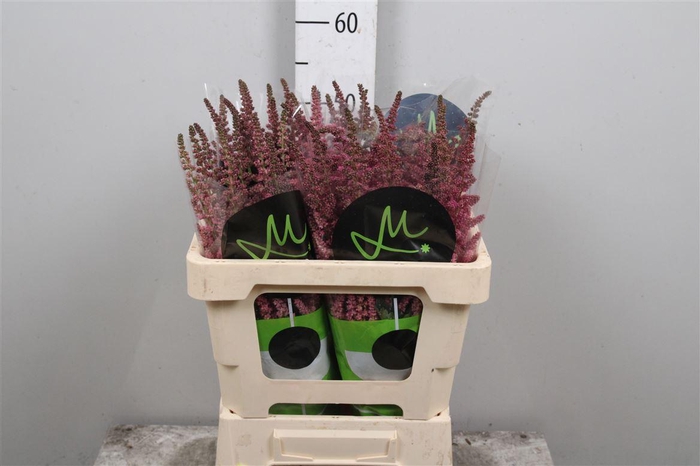 <h4>Astil C Vision Pink</h4>