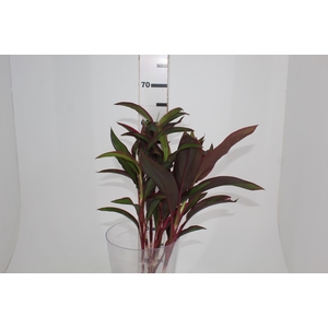 FOLHAGEM CORDYLINE FRUTICOSA RED EDGE