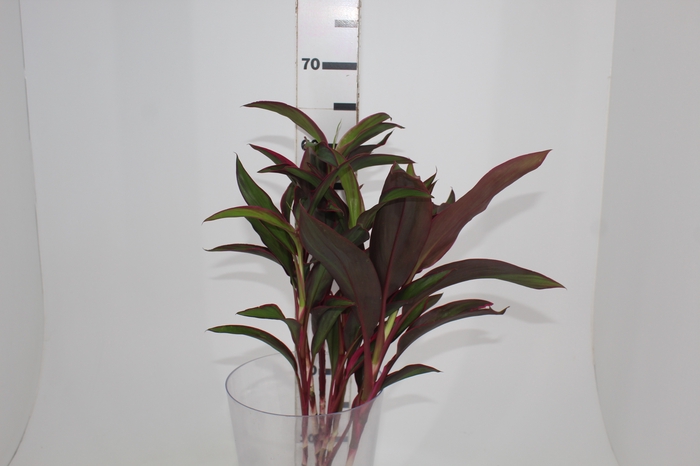 <h4>FOLHAGEM CORDYLINE FRUTICOSA RED EDGE</h4>