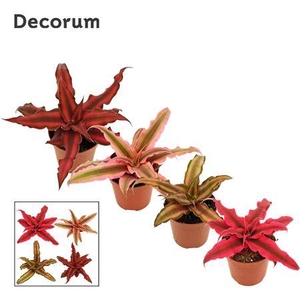 Cryptanthus 6 Cm Gemengd (decorum)