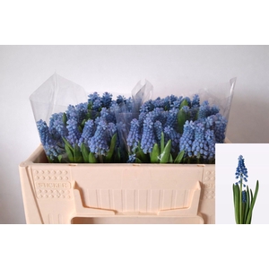 MUSCARI OV
